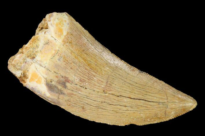 Serrated, Carcharodontosaurus Tooth - Real Dinosaur Tooth #156876